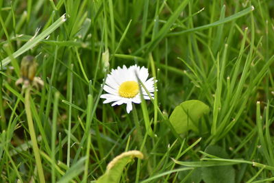 Close-up of white flowering plant on field