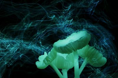 Close-up of jellyfish swimming in sea