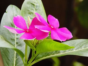 Close-up of pink flowers blooming outdoors