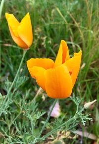 Close-up of yellow flowers blooming in field