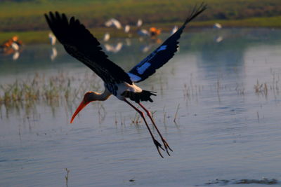 Bird flying over lake