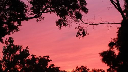 Low angle view of silhouette trees against sky during sunset