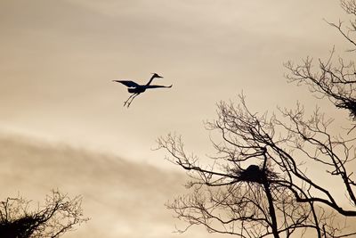 Low angle view of silhouette bird flying in sky