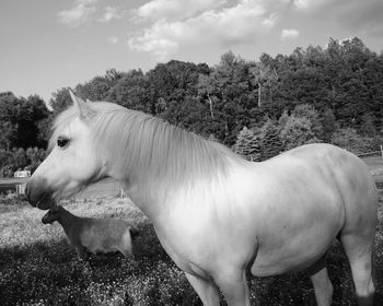 Side view of pony and goat on grassy field