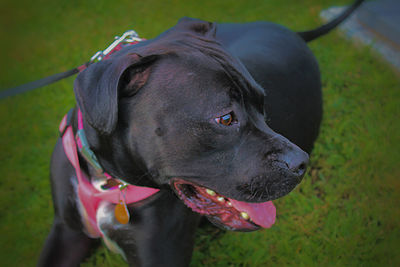 Close-up of dog looking away