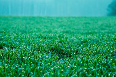 Close-up of grass in field