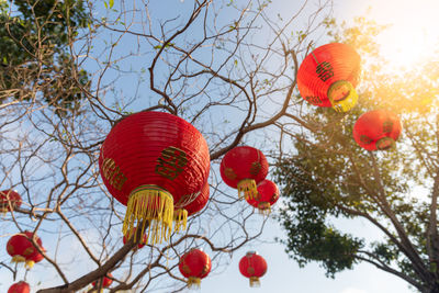 Low angle view of lanterns hanging on tree against sky