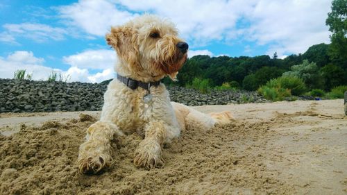 Close-up of yorkshire terrier on sand at beach against cloudy sky