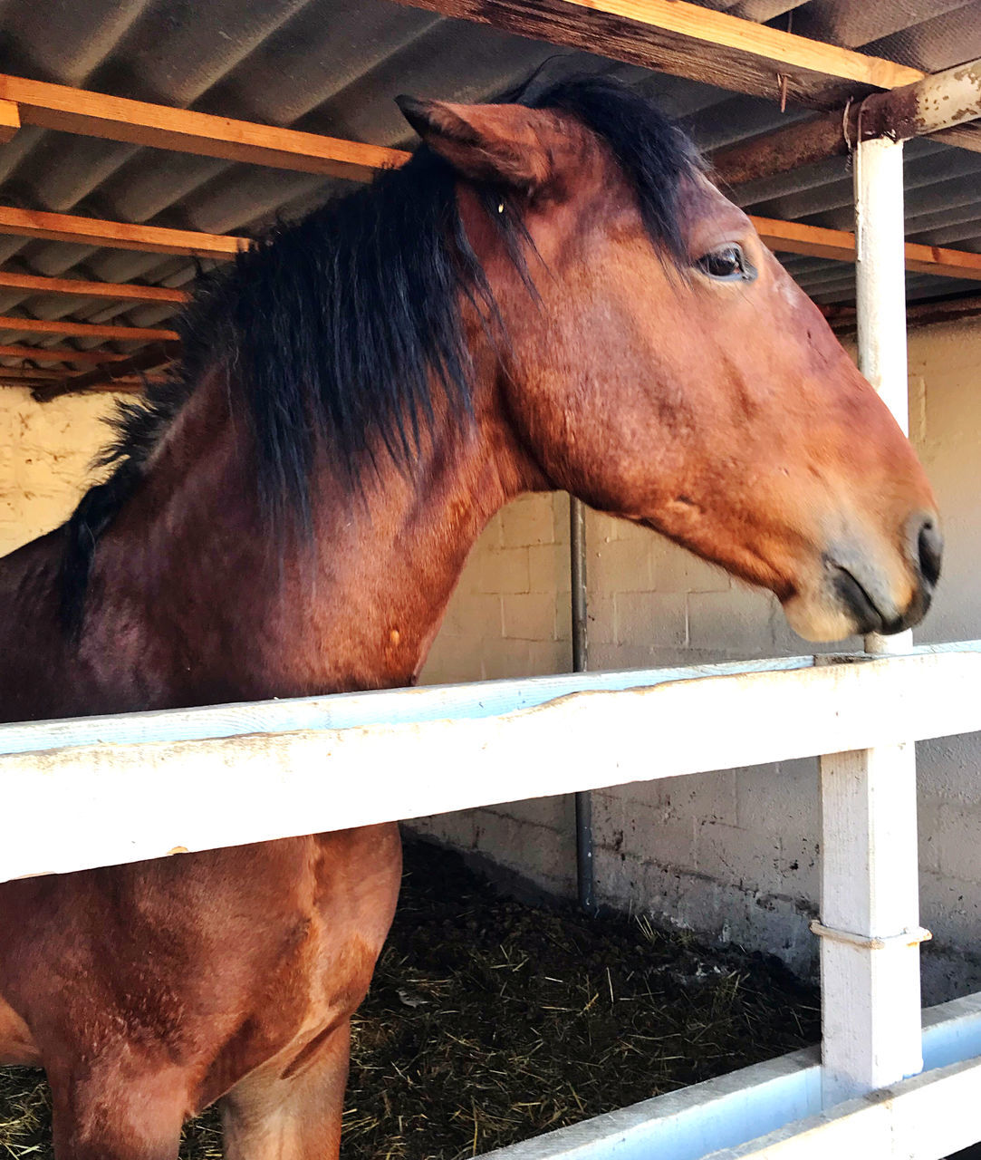 horse, animal, animal themes, mammal, domestic animals, livestock, pet, animal wildlife, one animal, mane, mare, stable, stallion, farm, brown, herbivorous, no people, animal body part, animal pen, day, animal head, fence, standing, nature, halter, agriculture, mustang horse, outdoors, ranch, close-up, working animal