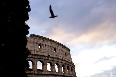 Low angle view of a bird flying