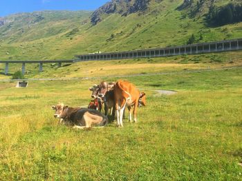 Horses in a field