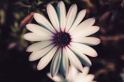 Close-up of white flower