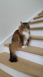 Portrait of cat sitting on floor against wall
