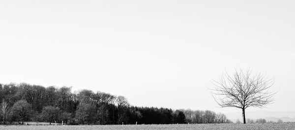 Trees on field against clear sky