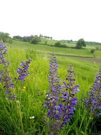 Full frame shot of purple flowers in field