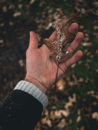 Close-up of hand holding butterfly