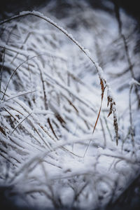 Close-up of icicles on snow covered field