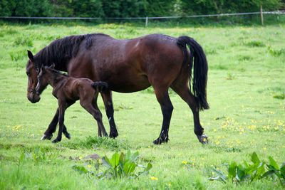 Horses grazing on field