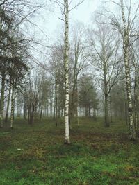 Trees on field in forest