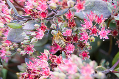 Close-up of pink flowers blooming on tree