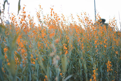 Close-up of plants growing on field against sky