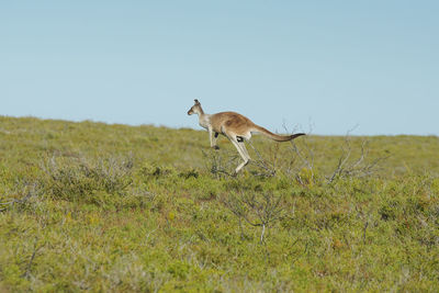 Kangaroo running on field against clear sky