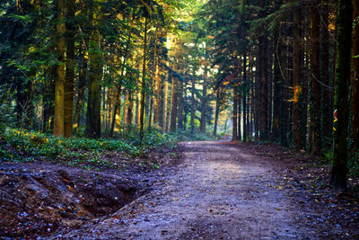 Pine trees in forest