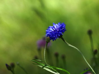 Close-up of purple flowering plant