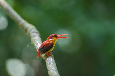 Close-up of bird perching on a leaf