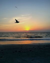 Silhouette bird flying over the sea