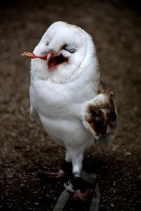 A very chuffed looking barn owl with it's dinner hanging out of it's mouth