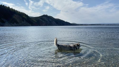 View of dog swimming in sea 