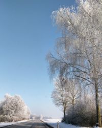 Close-up of frozen tree against sky