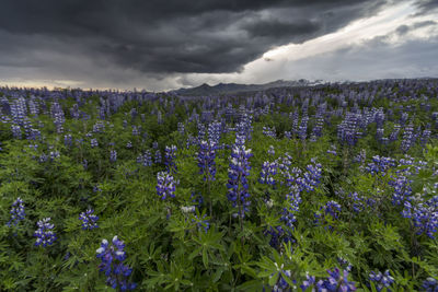 Close-up of plants growing on field against sky
