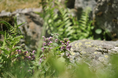 Close-up of purple flowering plants on field