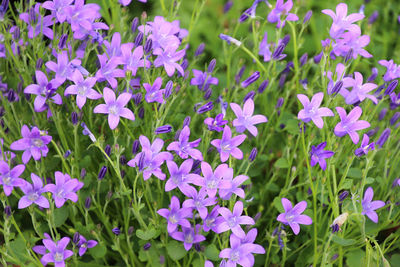 Close-up of purple flowering plants on field