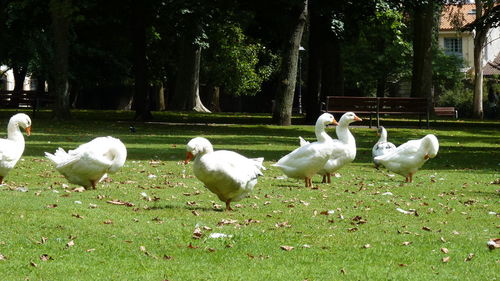 Swans and ducks on grass