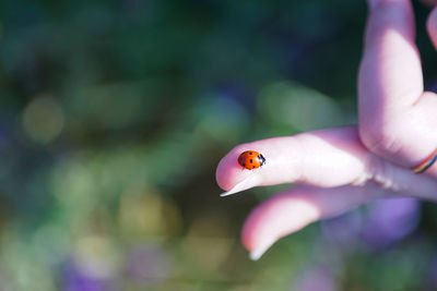 Close-up of ladybug on finger