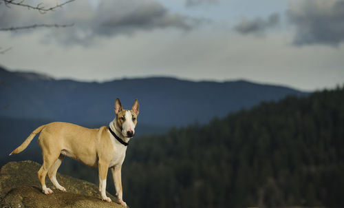 Dog on mountain against sky