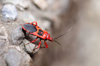 Close-up of insect on rock