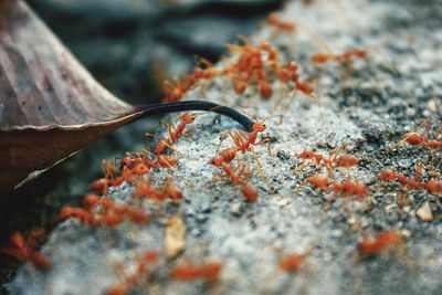 Close-up of ant on leaf