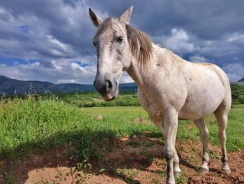 Horses grazing on grassy field