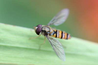 Close-up of dragonfly on leaf