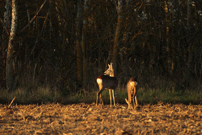 Side view of two horses in forest