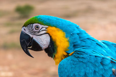 Close-up of a parrot