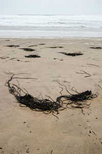 Driftwood on beach against sky