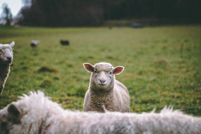 Portrait of sheep on field