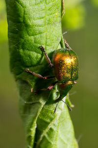 Close-up of insect on plant