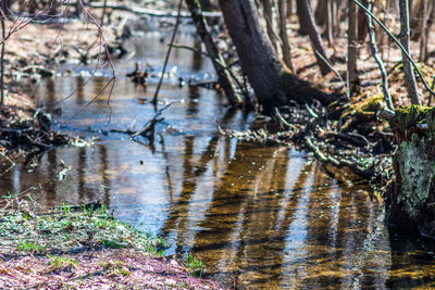 Close-up of plants in water