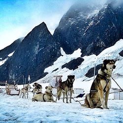 Snow covered landscape
